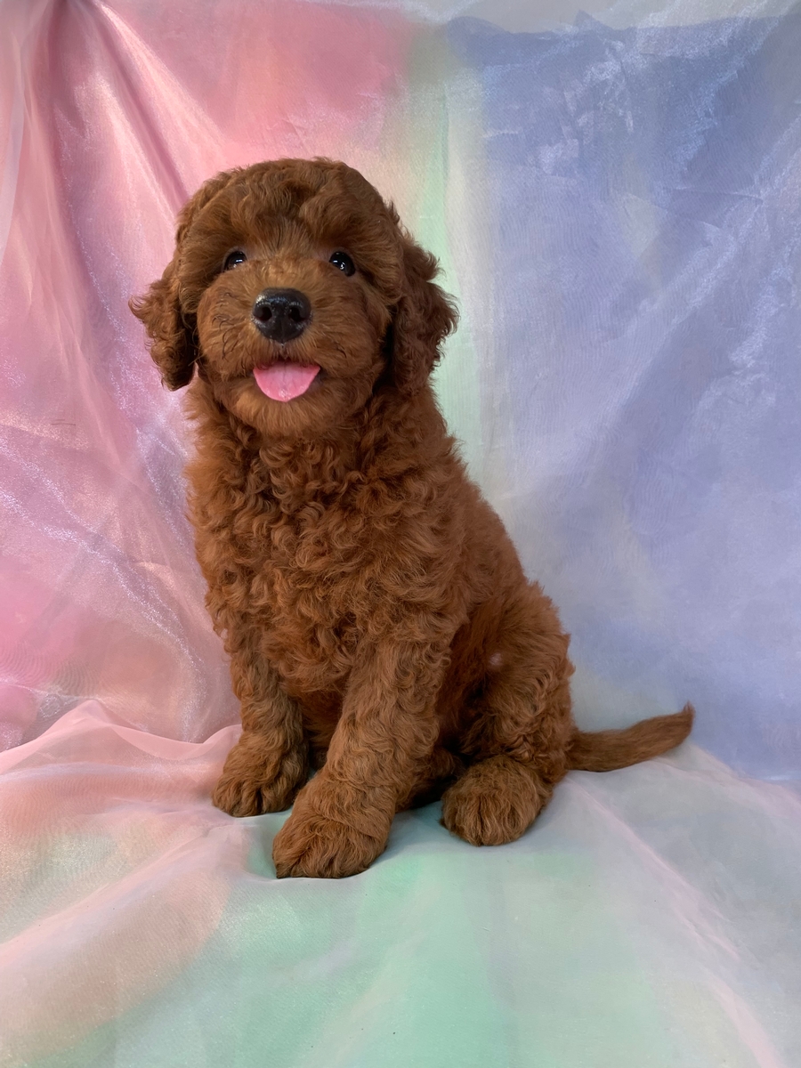 Dark Red Female Miniature Goldendoodles for Sale DOB 7-4-2022, $1200